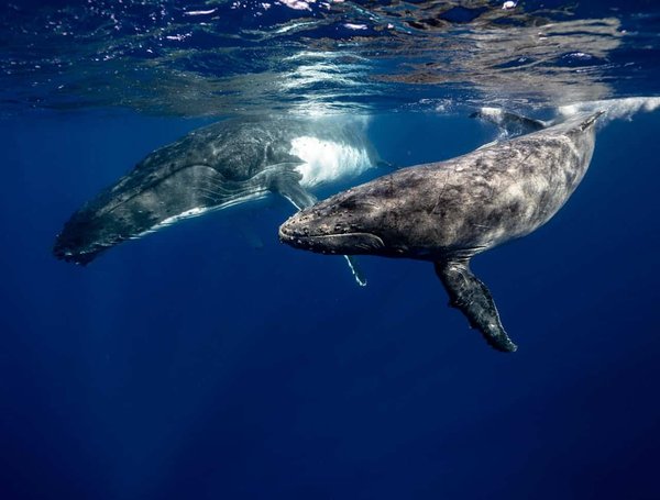 Quels sont les meilleurs spots pour observer les baleines à bosse en Australie?