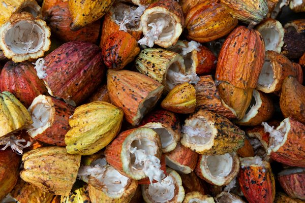 Comment organiser une visite des plantations de cacao en Côte d'Ivoire?
